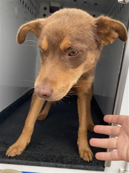 Bobo Urgent