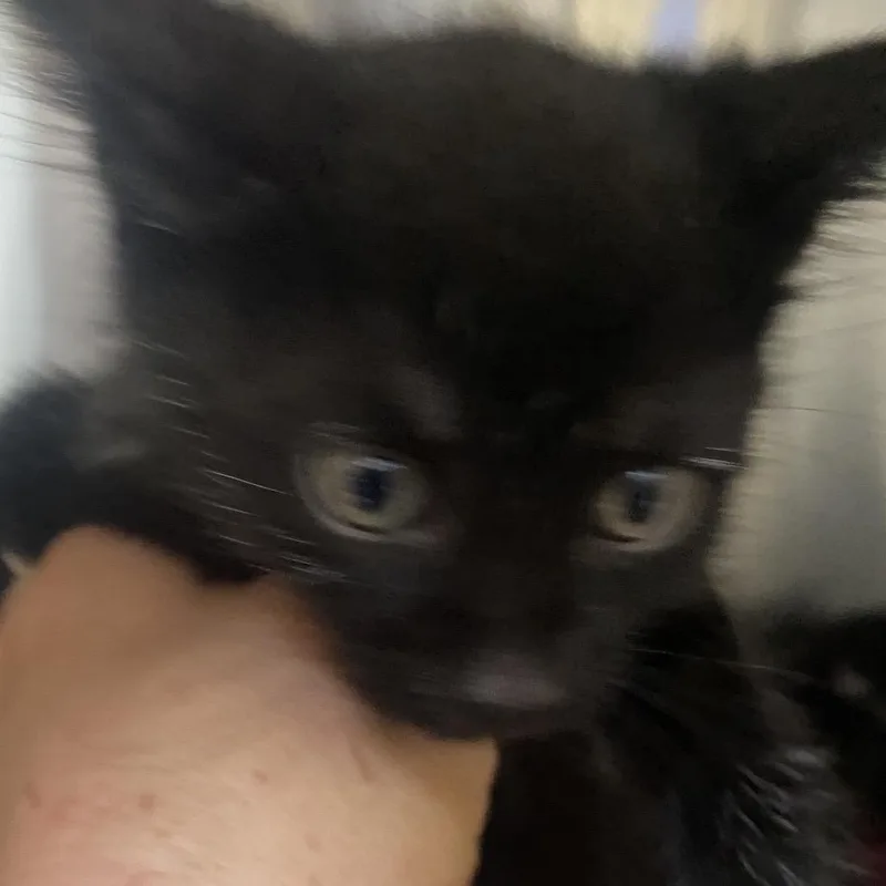 A baby medium-sized male Gray / Blue / Silver Domestic Short Hair cat named Lewis Tan Band for adoption in Blairsville, GA