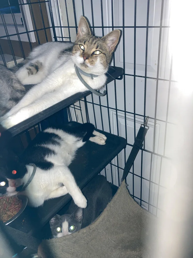 An adult small-sized female Domestic Short Hair cat named Pumpkin for adoption in Chatham, VA