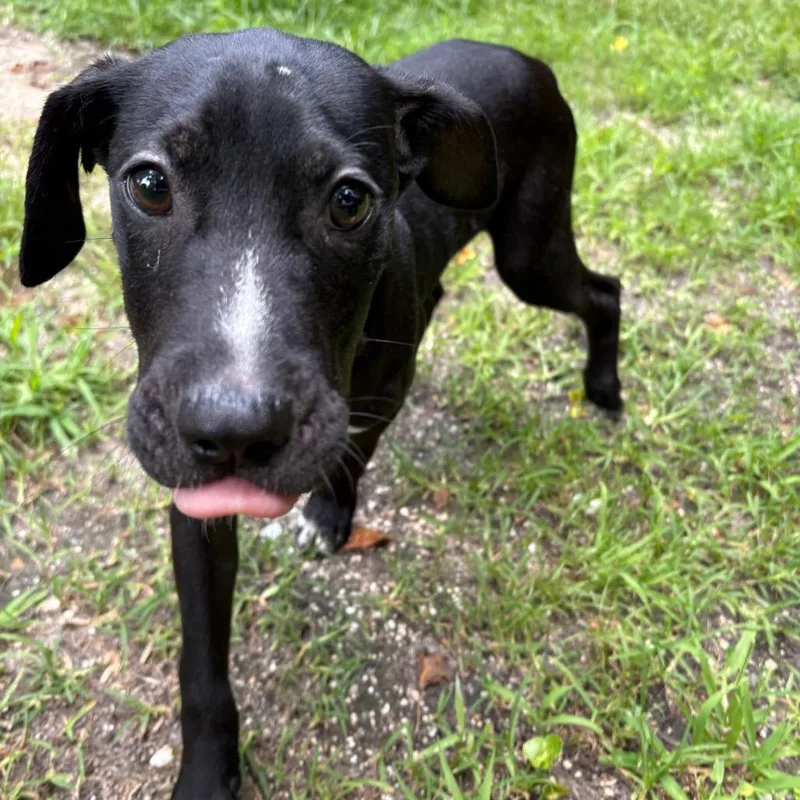 A baby large-sized male Black Mixed Breed dog named Frick for adoption in Middleburg, FL