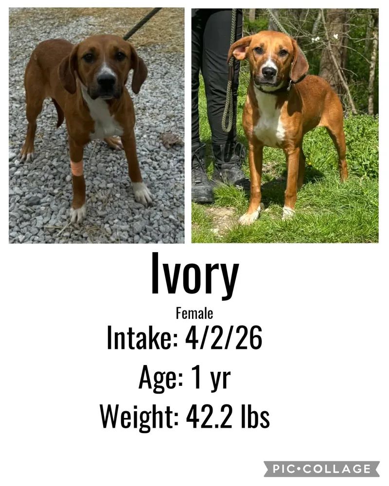 Ivory