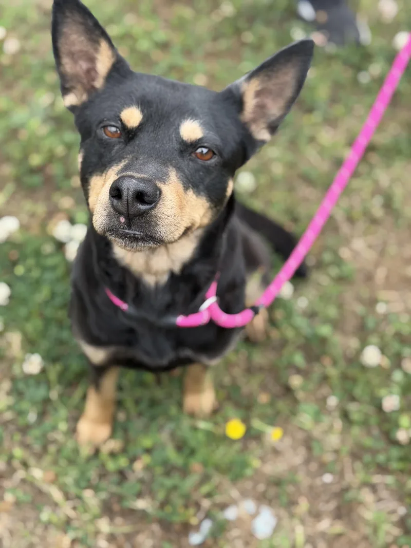 Nyla
