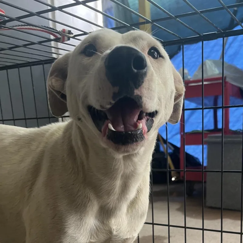 An adult medium-sized female White / Cream Mixed Breed dog named Ms. Shay for adoption in Edinburg, TX