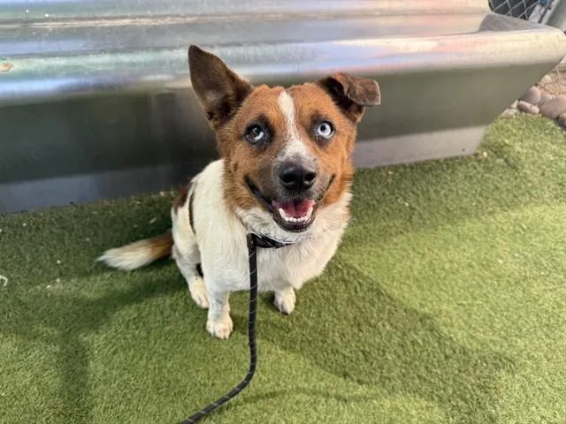 An adult large-sized male Australian Cattle Dog / Blue Heeler dog named Aster for adoption in Phoenix, AZ