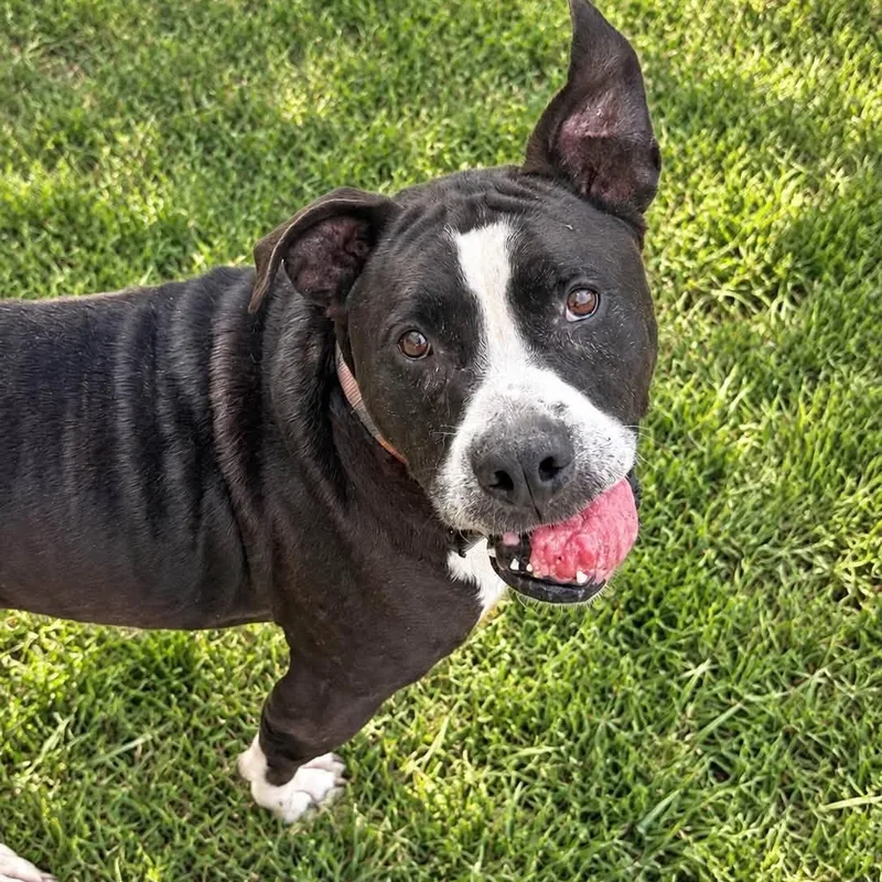 An adult medium-sized male Mixed Breed dog named Chewbacca for adoption in Warren, OH