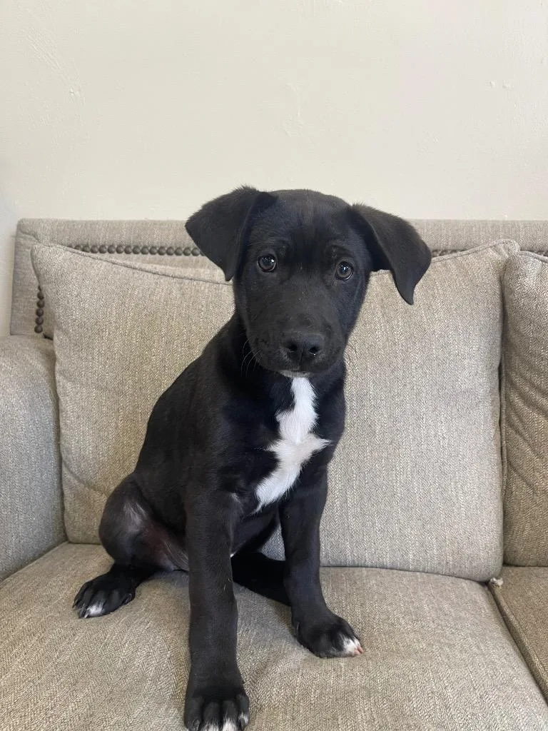 A baby small-sized male Mixed Breed dog named Rambuncious for adoption in Thousand Oaks, CA