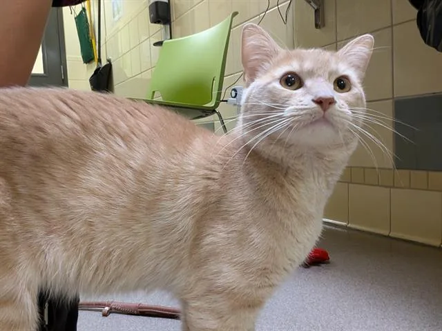 An adult small-sized male Domestic Short Hair cat named Mark for adoption in Denver, CO