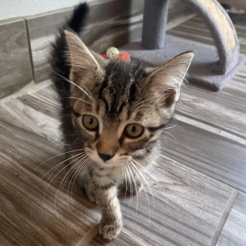 A baby small-sized female Black & White / Tuxedo Domestic Short Hair cat named Aria for adoption in West Des Moines, IA
