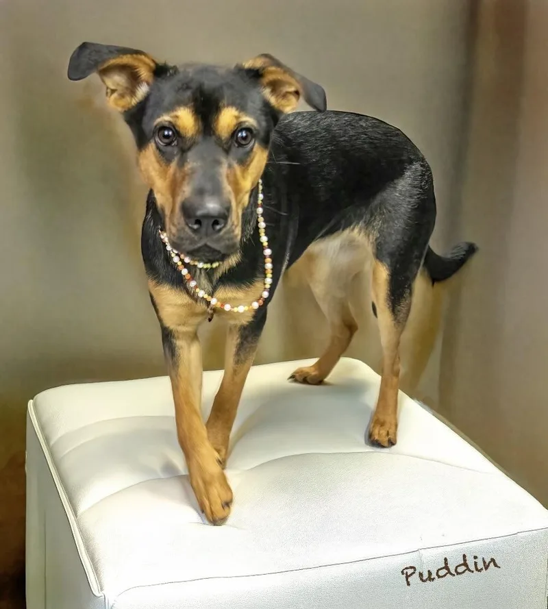 A young medium-sized female German Shepherd Dog dog named Puddin for adoption in Manchester, CT