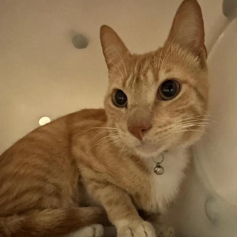 An adult large-sized male Orange / Red Domestic Short Hair cat named Straymanchesterexpressway for adoption in Columbus, GA