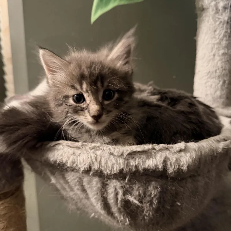 A baby small-sized male Gray / Blue / Silver Domestic Short Hair cat named Smokey for adoption in Wichita, KS