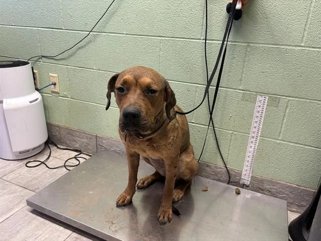 An adult large-sized female American Staffordshire Terrier dog named Stella for adoption in Grand Prairie, TX
