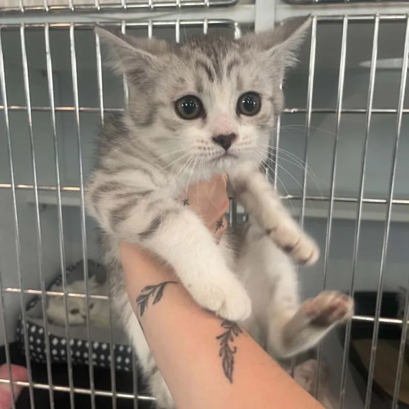 A baby small-sized female Gray / Blue / Silver Persian cat named Missy for adoption in CHANUTE, KS