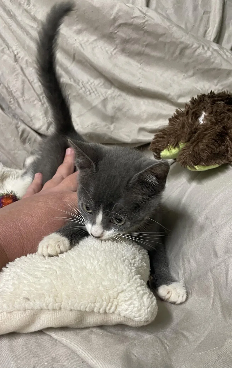 A baby medium-sized female Gray & White Domestic Short Hair cat named Twinkle for adoption in Stover, MO