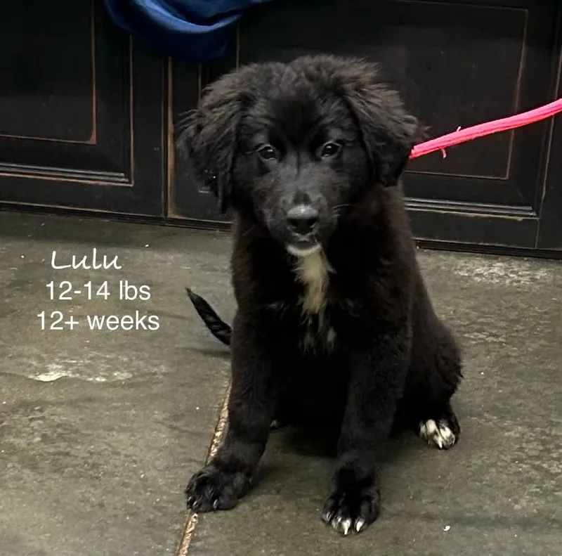 Lulu