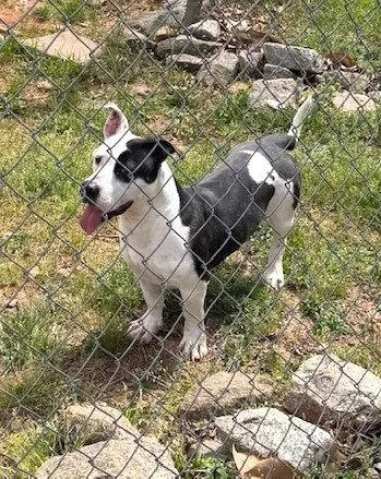 A young medium-sized male Pit Bull Terrier dog named Elton for adoption in Carrollton, GA