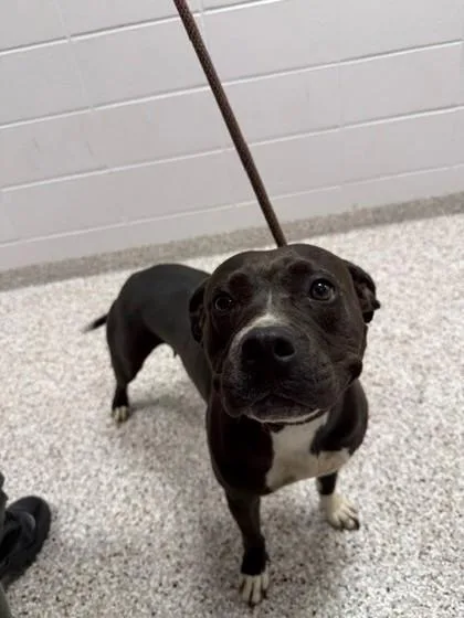 An adult large-sized female Terrier dog named Paula Deen for adoption in Gastonia, NC