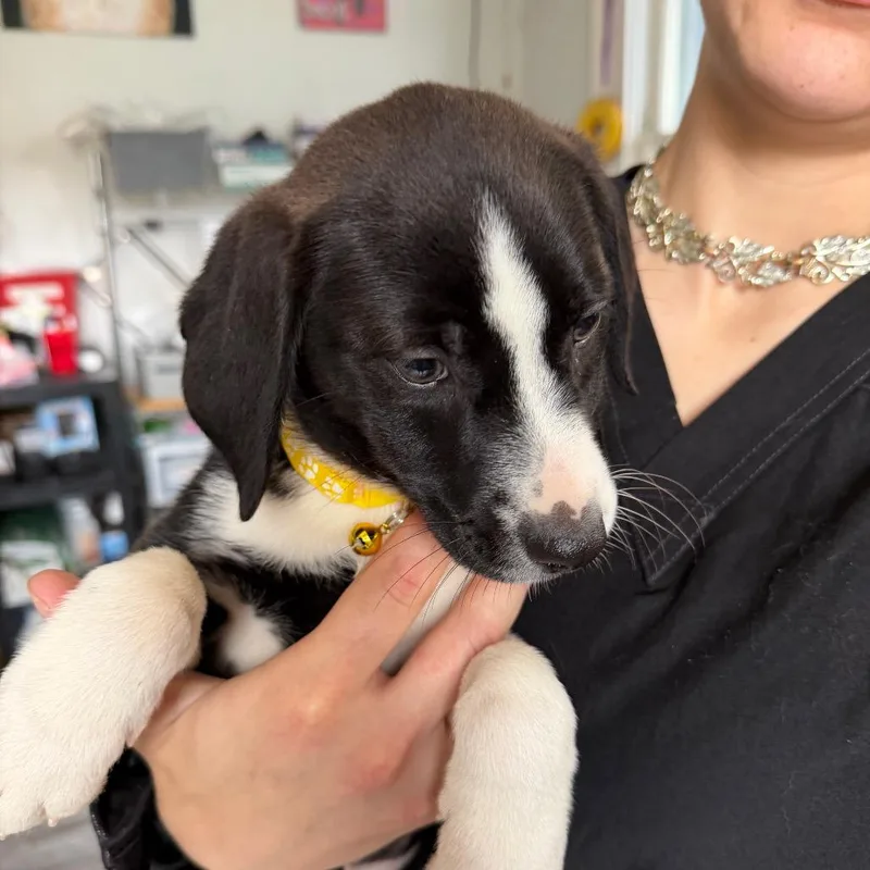 A baby medium-sized female Black Beagle dog named Encore for adoption in New Orleans, LA