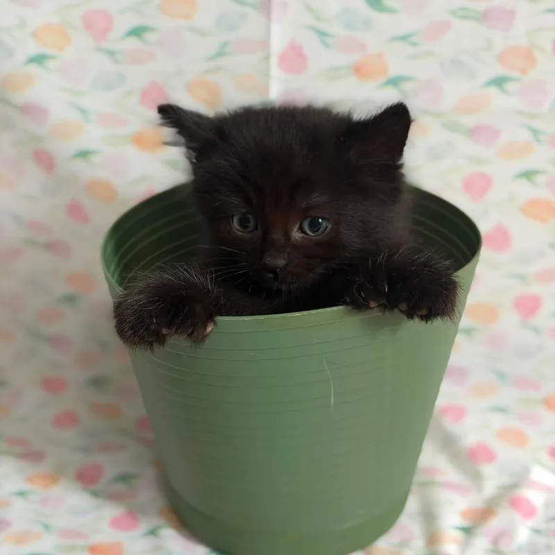 A baby small-sized male Black Domestic Long Hair cat named Uno for adoption in Greenville, NC