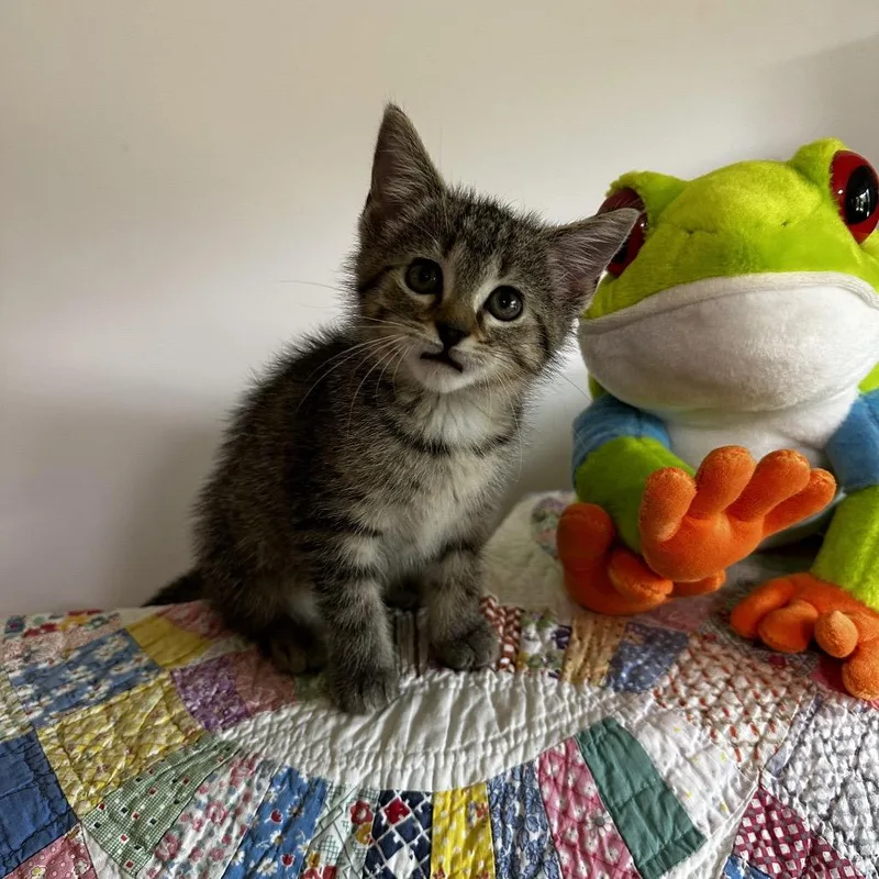 A baby small-sized female Brown / Chocolate Domestic Short Hair cat named Lizzie for adoption in Georgetown, KY