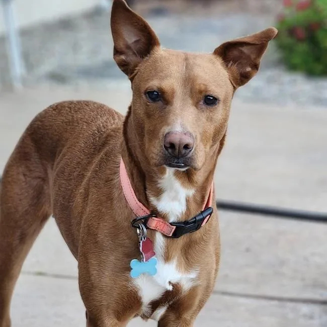 An adult large-sized female Labrador Retriever dog named Brazil for adoption in San Diego, CA