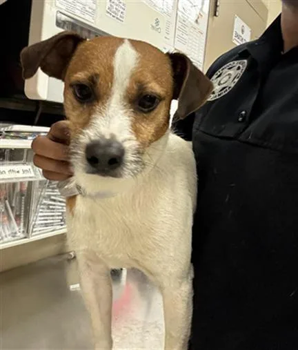 An adult small-sized male Rat Terrier dog named Franklin for adoption in Conroe, TX