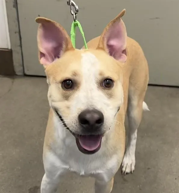 A young large-sized female Carolina Dog dog named Journey Rose for adoption in Tucson, AZ