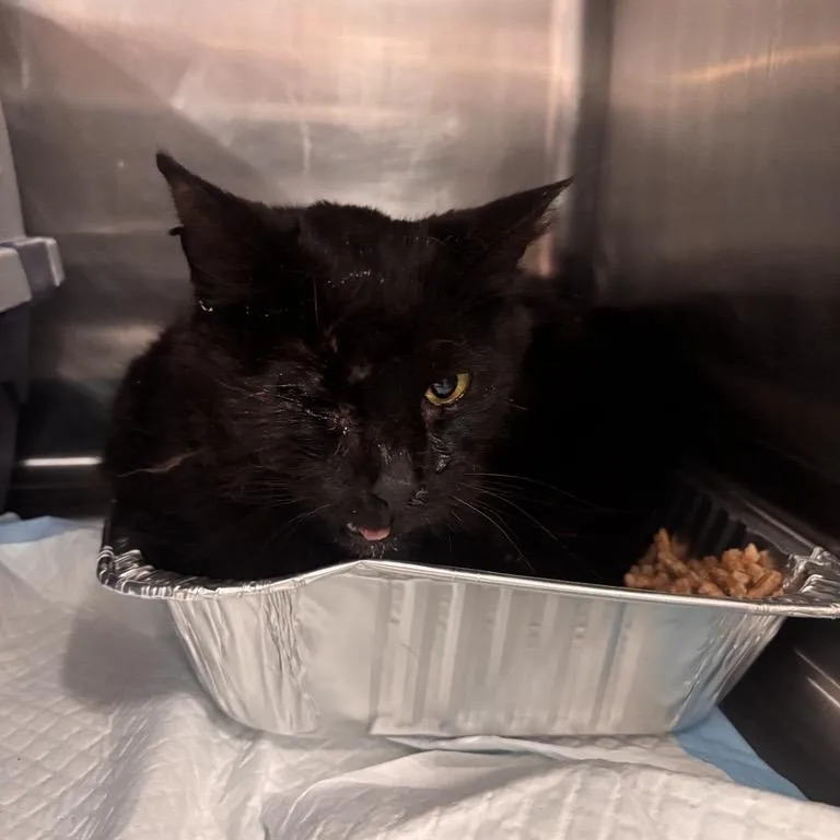 A senior medium-sized male Black Domestic Short Hair cat named Pismo for adoption in Salt Lake City, UT
