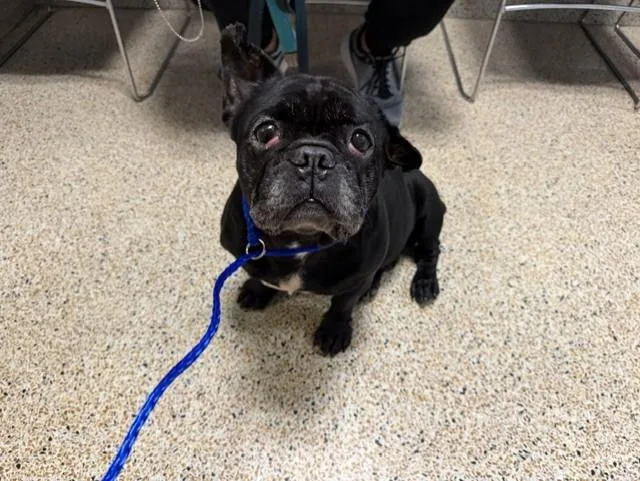 A senior small-sized male French Bulldog dog named Stitch for adoption in Miami, FL