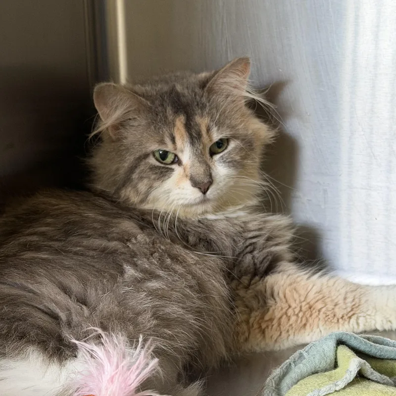 An adult medium-sized female Domestic Medium Hair cat named Nancy Drew for adoption in Mount Pleasant, MI