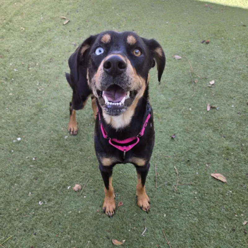 Knoxie Cy thumbnail 2