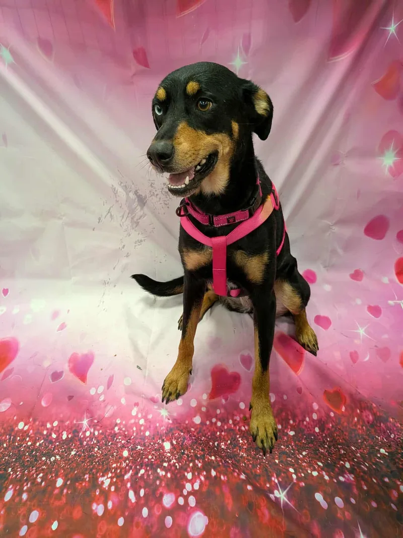 Knoxie Cy thumbnail 3