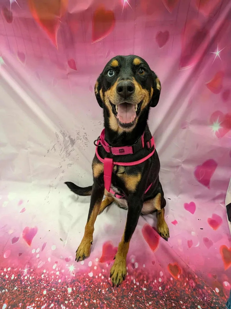 Knoxie Cy thumbnail 4