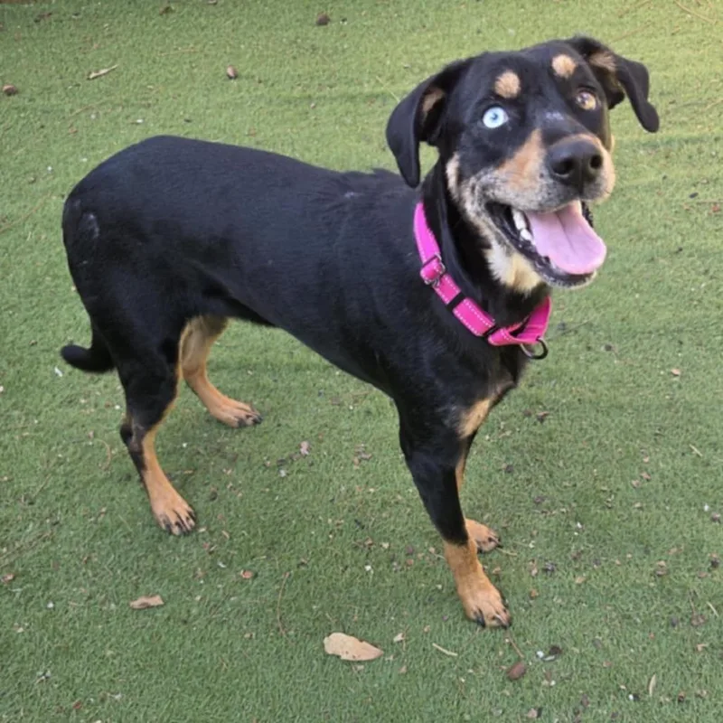 Knoxie Cy thumbnail 5