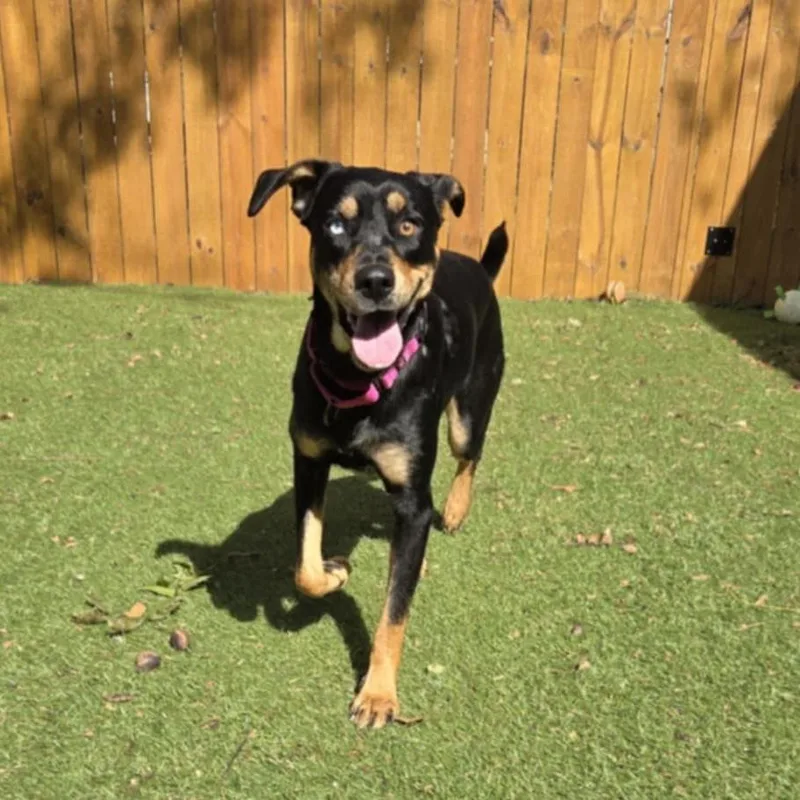 Knoxie Cy thumbnail 6