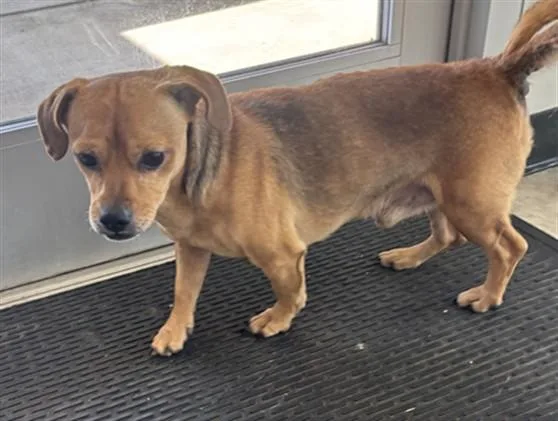 An adult small-sized male Chiweenie dog named Louie A for adoption in Plano, TX