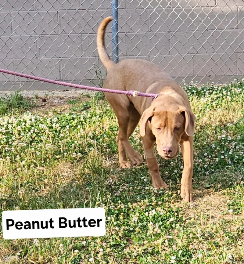 A young large-sized male Hound dog named Peanut Butter Dixon for adoption in Rockaway, NJ