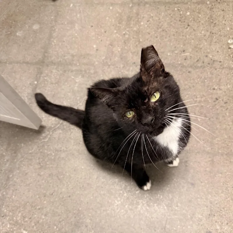An adult large-sized male Black Domestic Short Hair cat named Laney Boy for adoption in Hamburg, NY