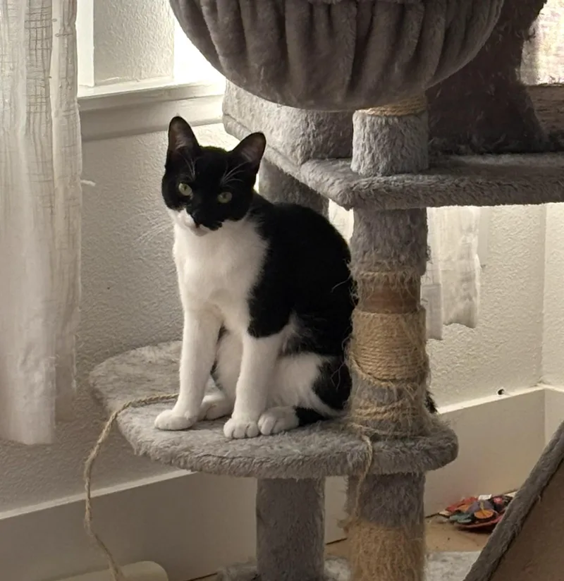 Lavender thumbnail 2