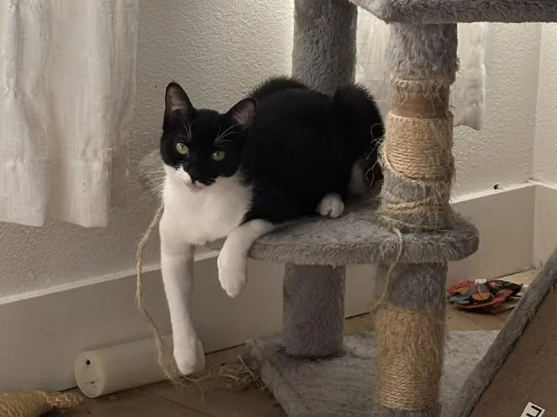 Lavender thumbnail 4