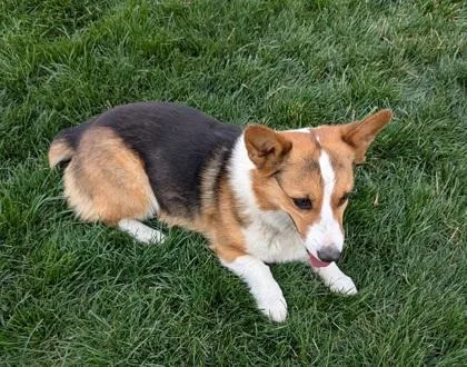 An adult small-sized female Cardigan Welsh Corgi dog named Echo for adoption in Pendleton, OR