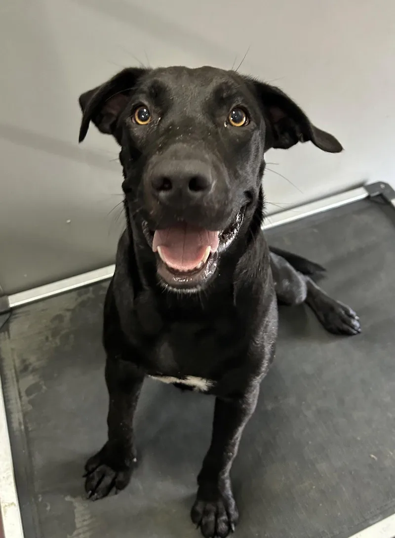 A young large-sized female Mixed Breed dog named Coconut for adoption in Corning, AR