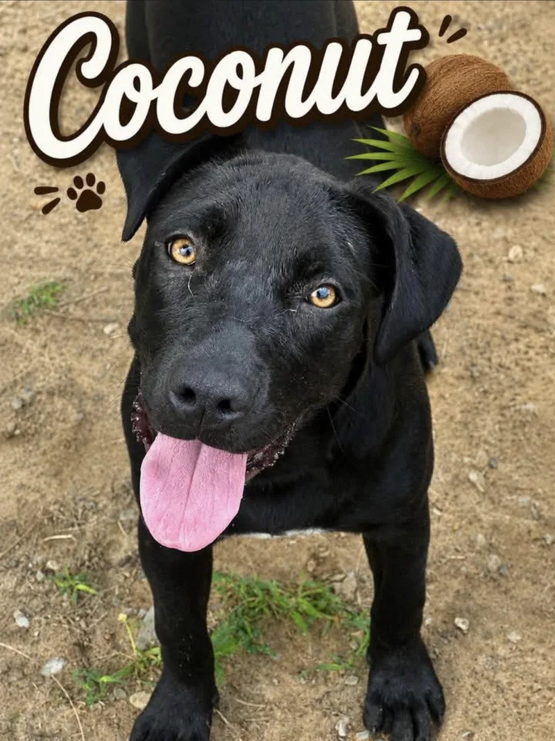 Coconut thumbnail 2