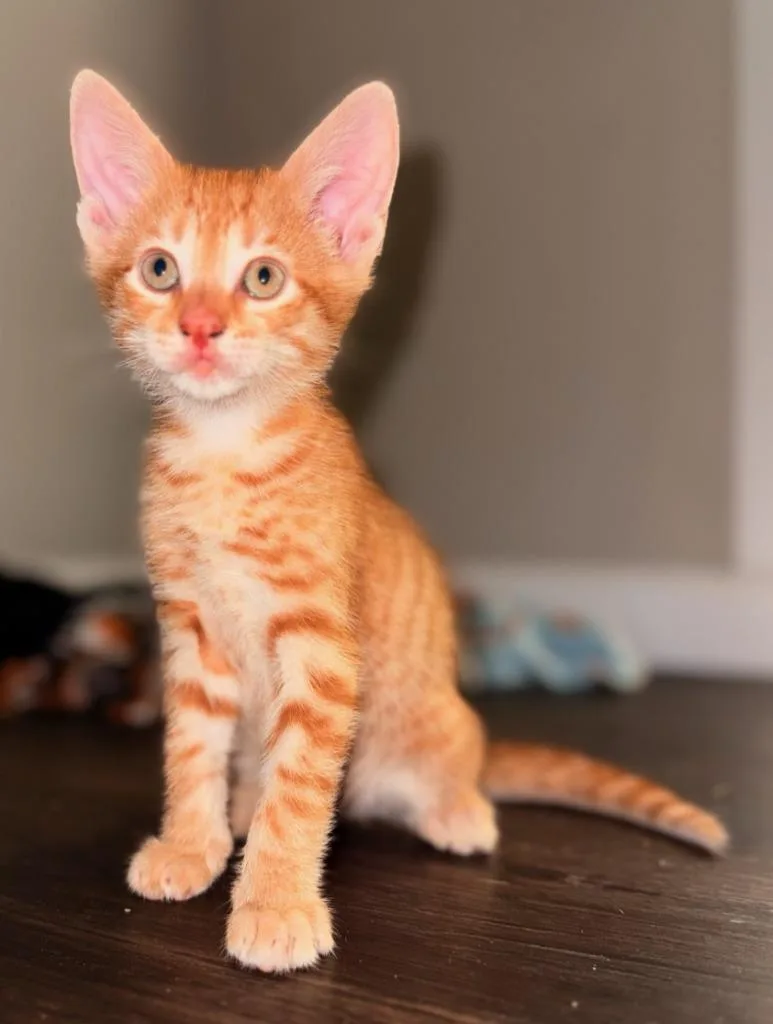 A baby small-sized male Domestic Short Hair cat named Butterboy for adoption in Darien, GA