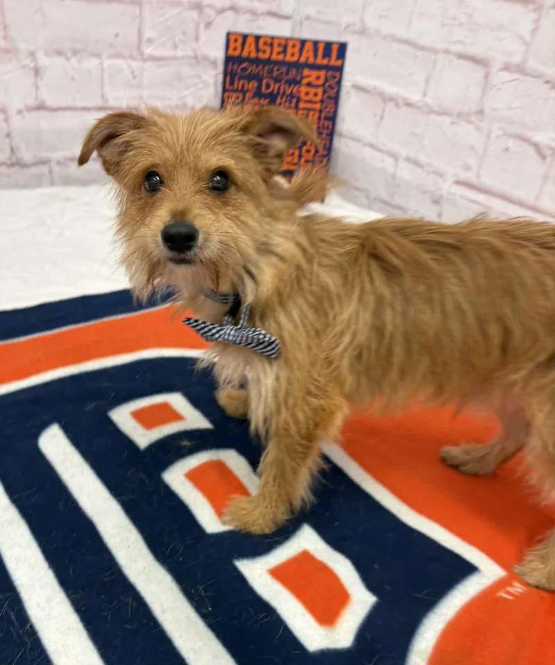 A young small-sized male Cairn Terrier dog named Merlin for adoption in Oxford, MI