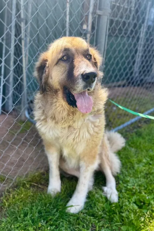 A senior extra large-sized male Great Pyrenees dog named Leo & Lulu for adoption in Bryan, TX