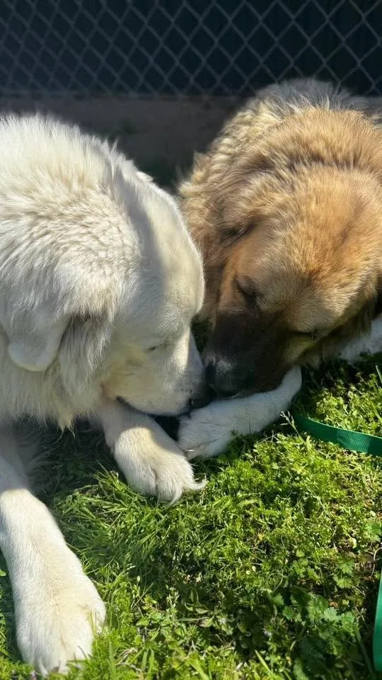 Leo & Lulu thumbnail 6