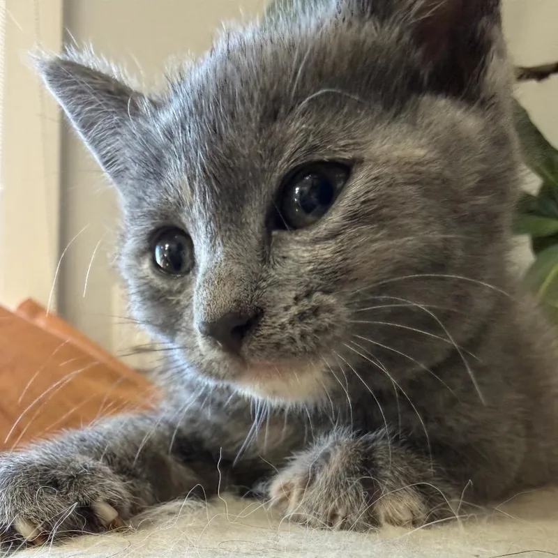 A baby small-sized female Gray / Blue / Silver Domestic Short Hair cat named Trout for adoption in Point Richmond, CA