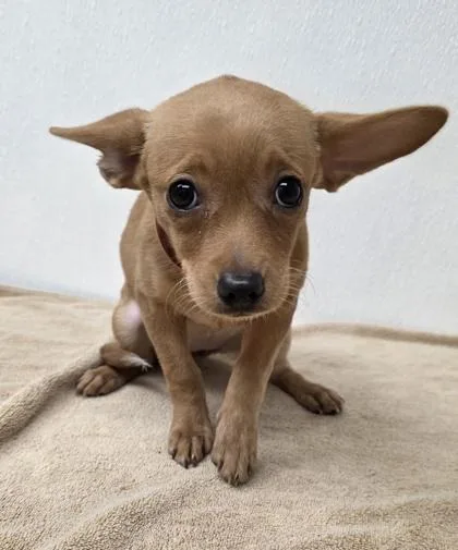 A young small-sized female Chihuahua dog named Scarlett for adoption in Phoenix, AZ