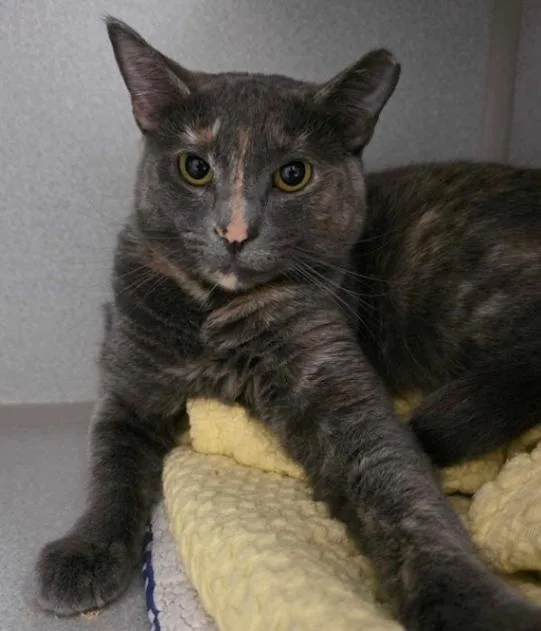 An adult medium-sized female Dilute Tortoiseshell Domestic Short Hair cat named Skittles for adoption in Marietta, GA